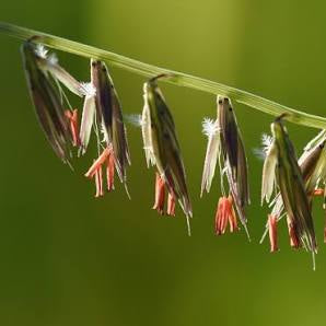 Side Oats Grama Grass - Bouteloua curtipendula