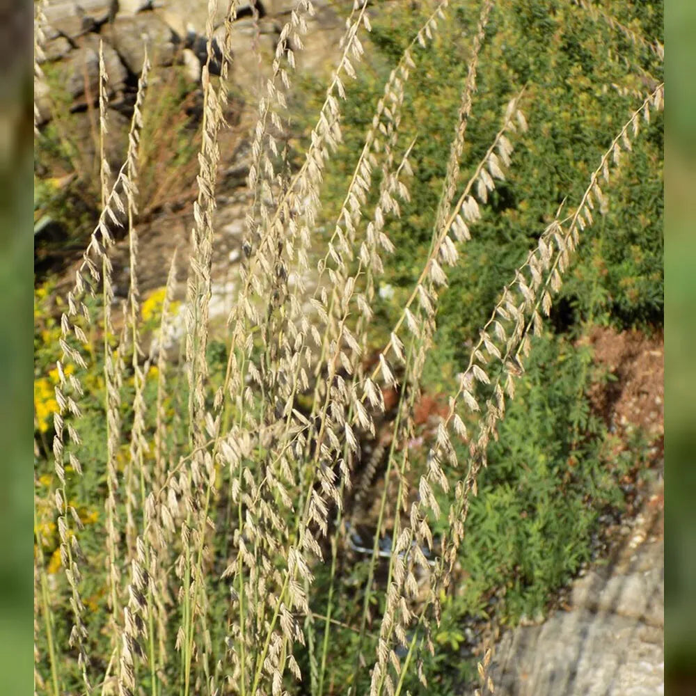 Side Oats Grama Grass - Bouteloua curtipendula