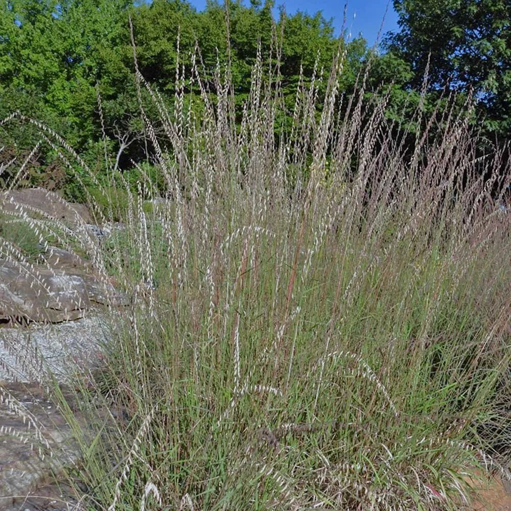 Side Oats Grama Grass - Bouteloua curtipendula