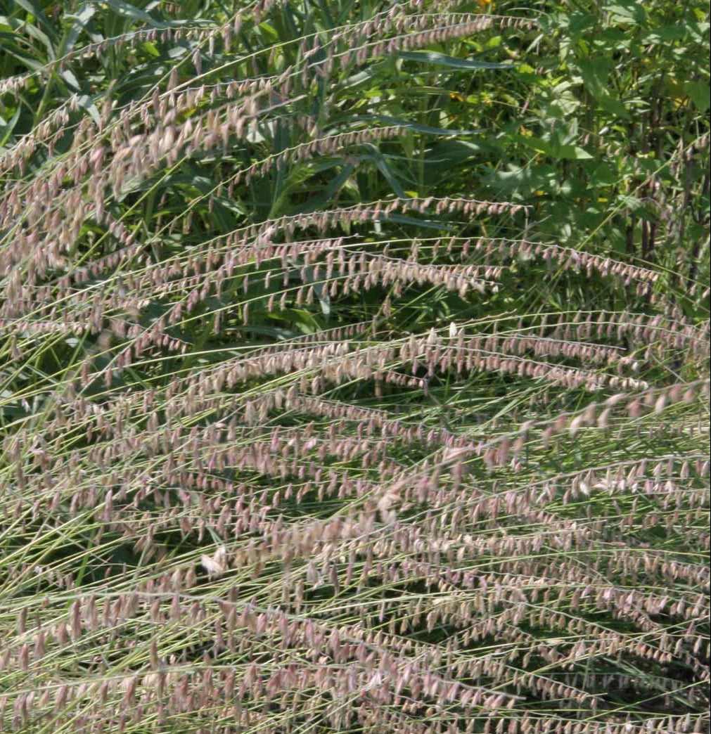 Side Oats Grama Grass - Bouteloua curtipendula