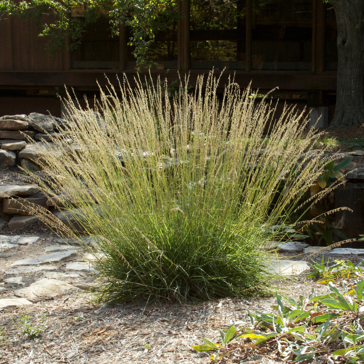 Side Oats Grama Grass - Bouteloua curtipendula