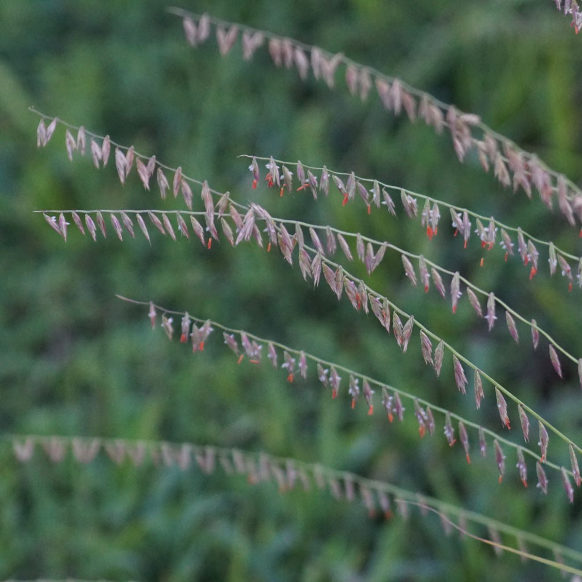 Side Oats Grama Grass - Bouteloua curtipendula