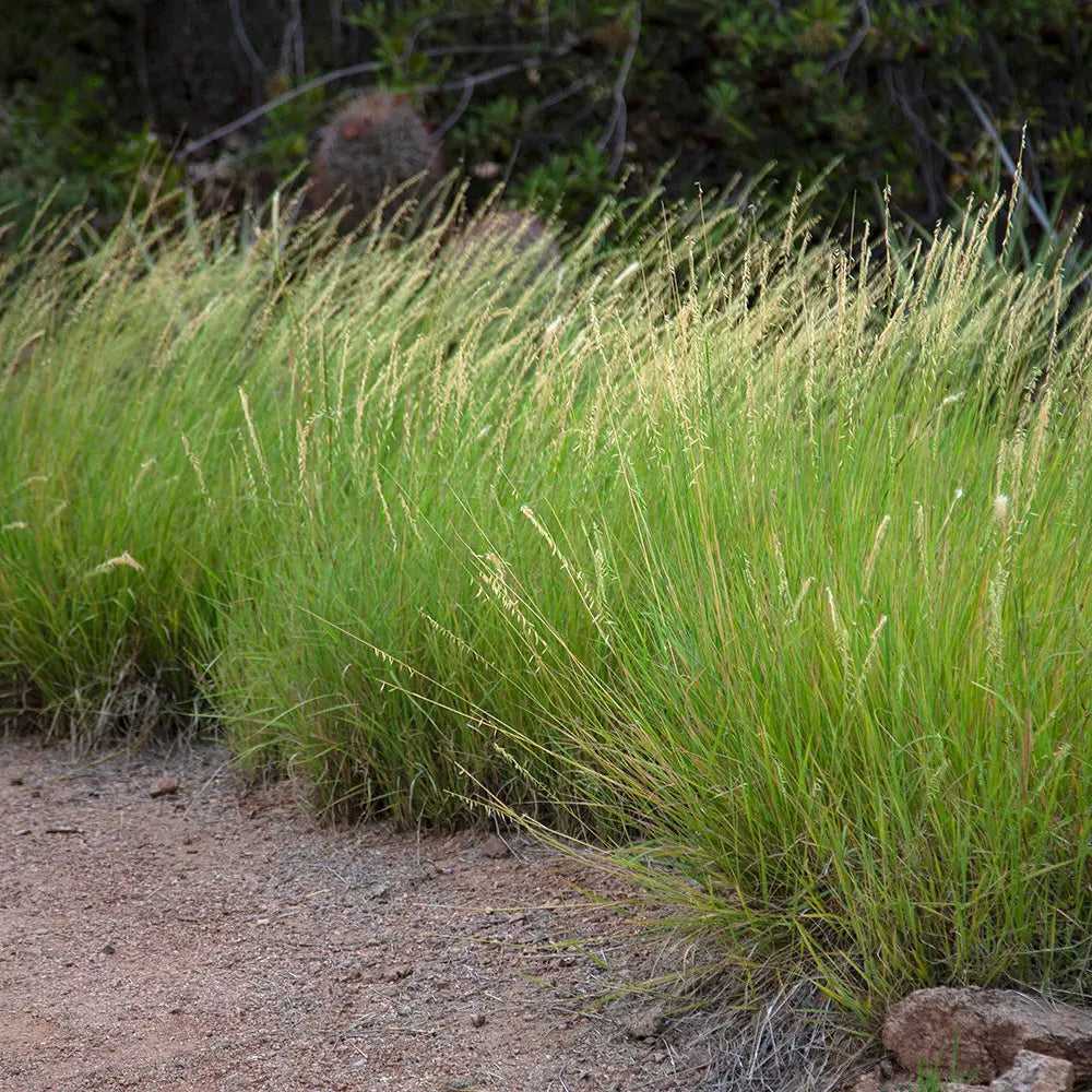 Side Oats Grama Grass - Bouteloua curtipendula