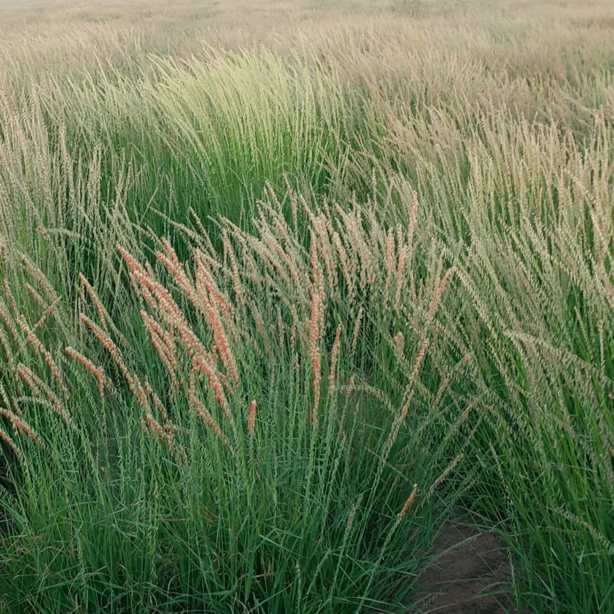 Side Oats Grama Grass - Bouteloua curtipendula