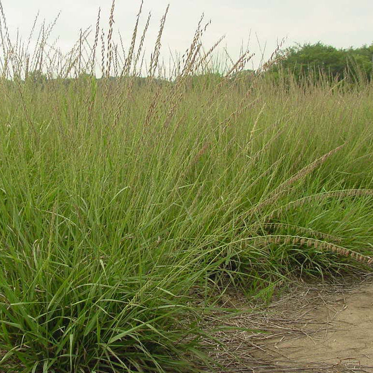 Side Oats Grama Grass - Bouteloua curtipendula