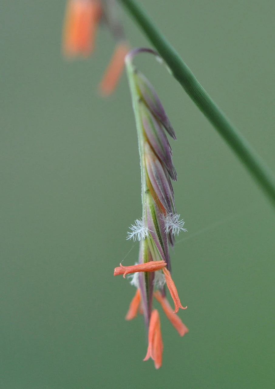 Side Oats Grama Grass - Bouteloua curtipendula