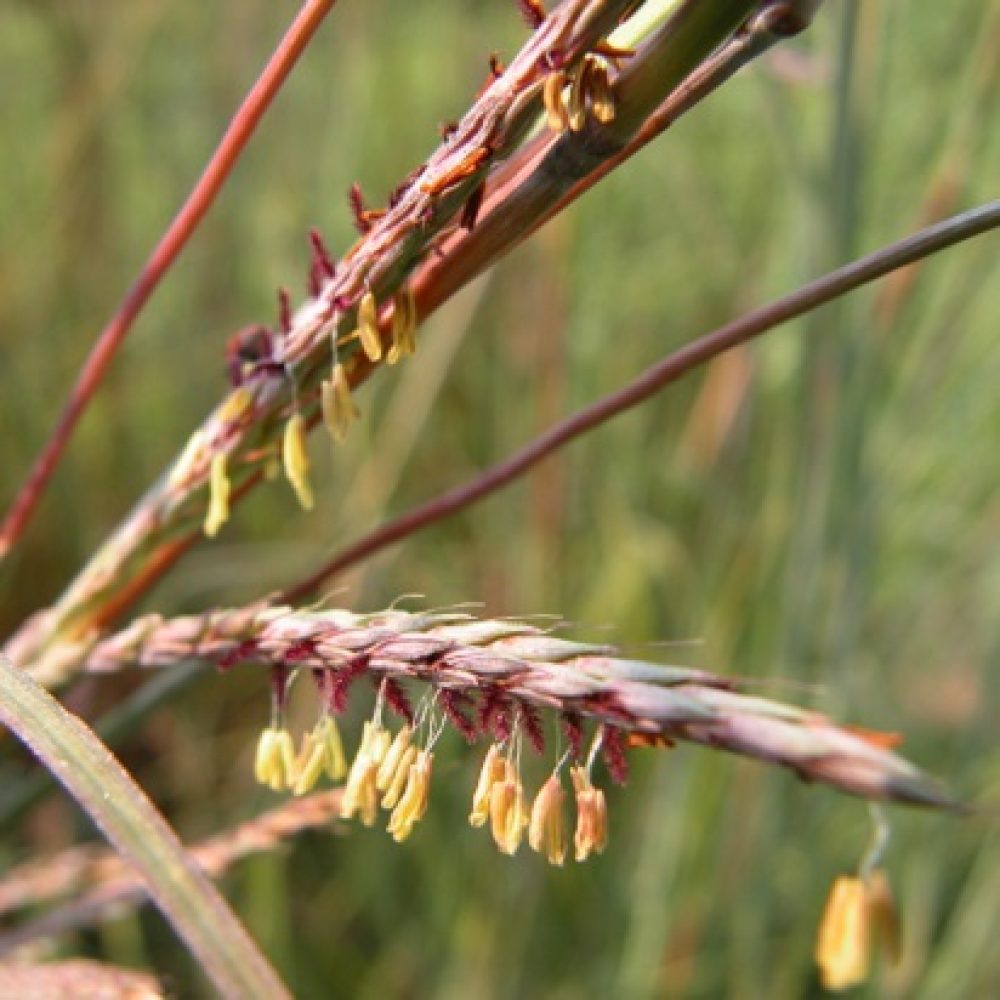 Side Oats Grama Grass - Bouteloua curtipendula