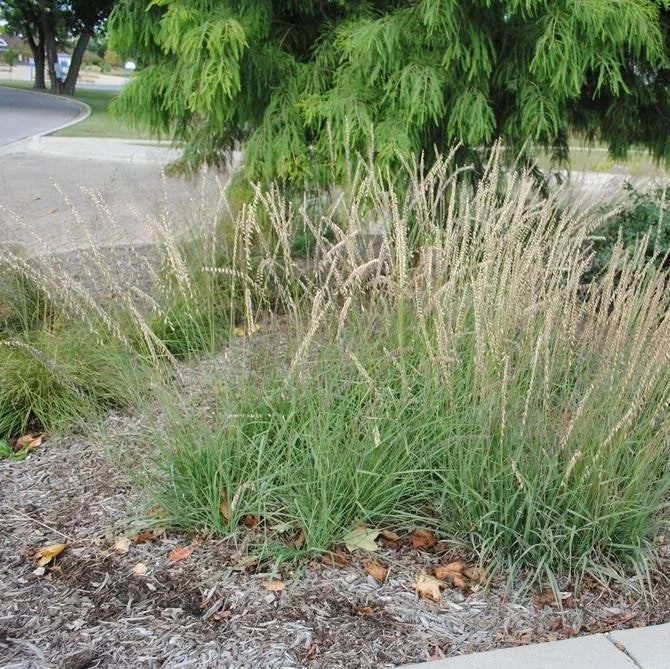 Side Oats Grama Grass - Bouteloua curtipendula