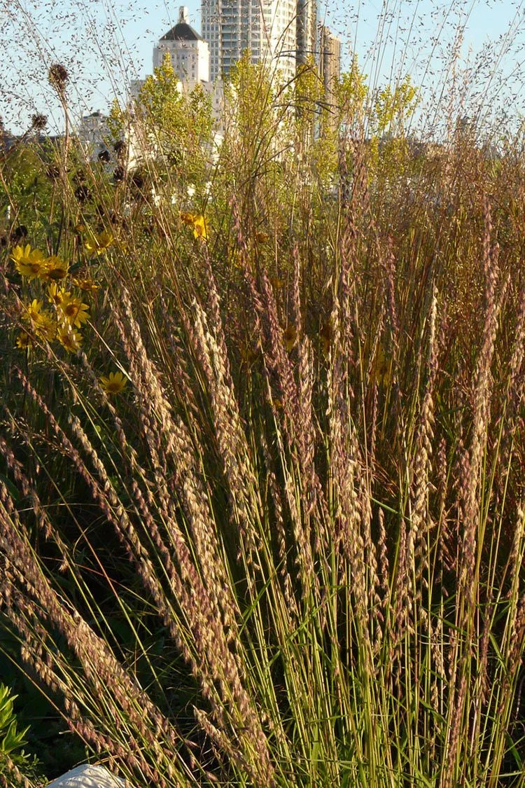 Side Oats Grama Grass - Bouteloua curtipendula