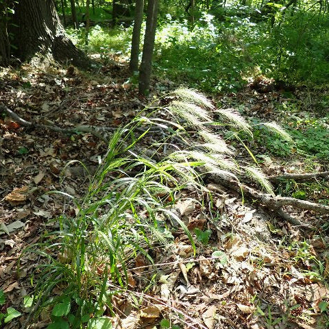 Silky Wild Rye Grass - Elymus villosus
