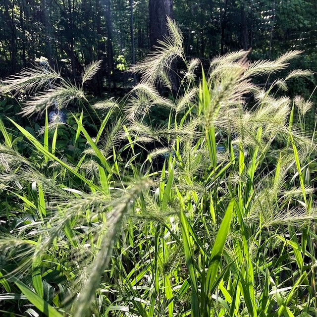 Silky Wild Rye Grass - Elymus villosus