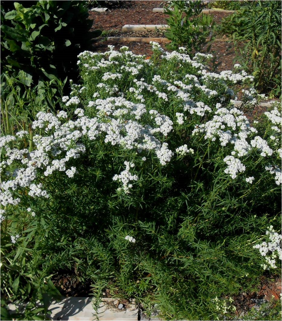 Slender / Narrow-Leaved Mountain Mint - Pycnanthemum tenuifolium