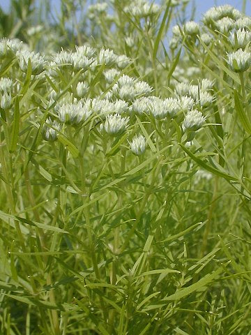 Slender / Narrow-Leaved Mountain Mint - Pycnanthemum tenuifolium