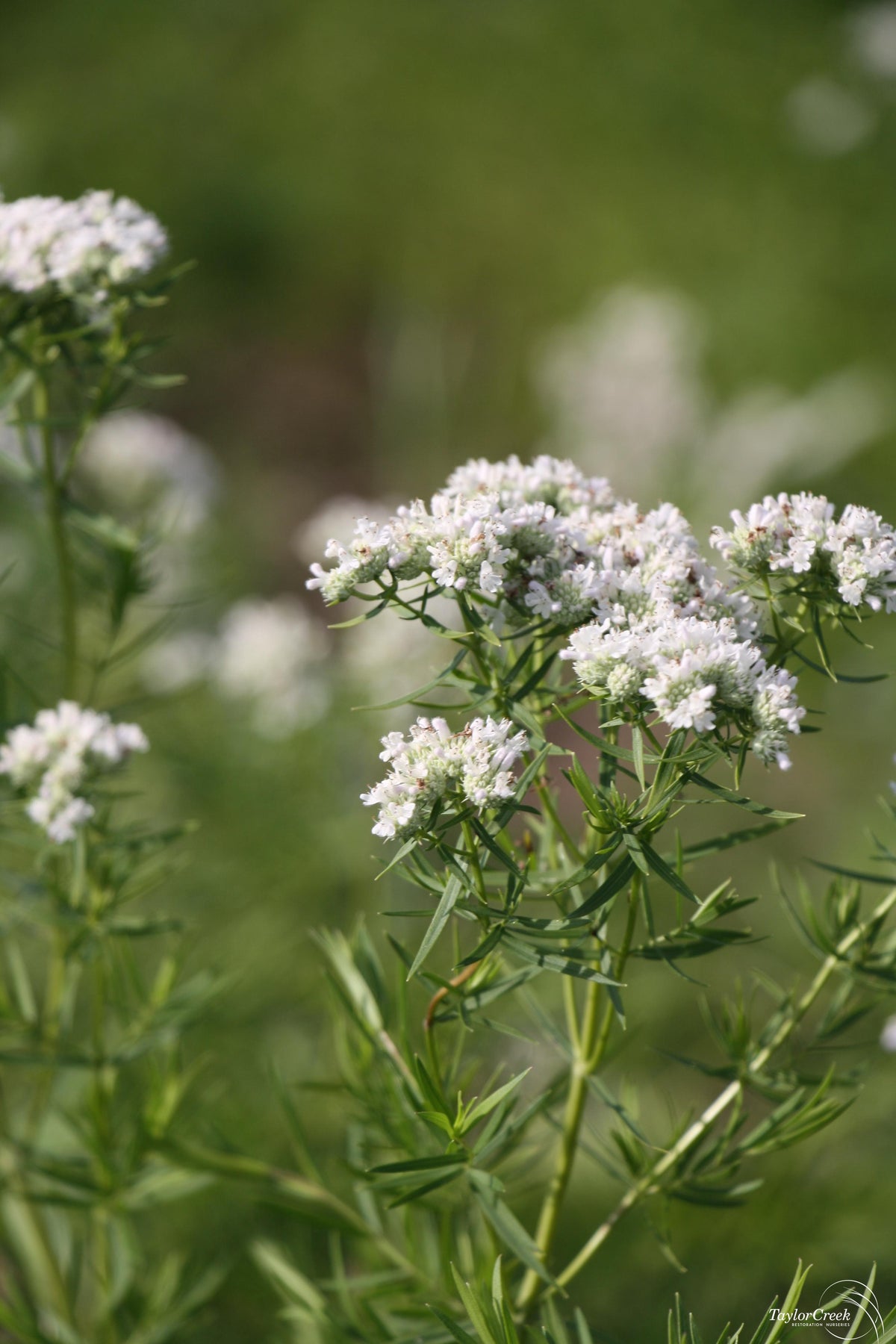 Slender / Narrow-Leaved Mountain Mint - Pycnanthemum tenuifolium