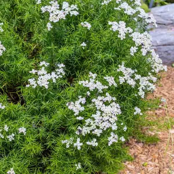 Slender / Narrow-Leaved Mountain Mint - Pycnanthemum tenuifolium