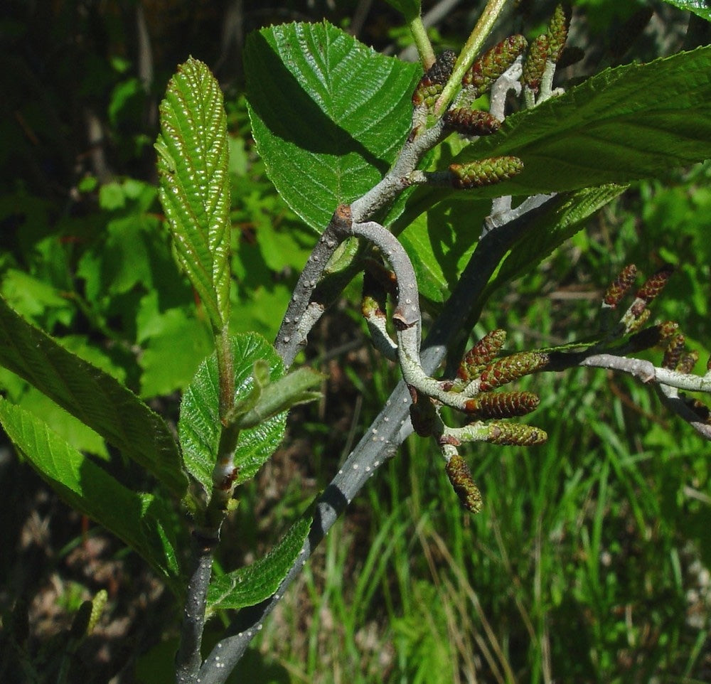 Smooth / Tag Alder - Alnus serrulata