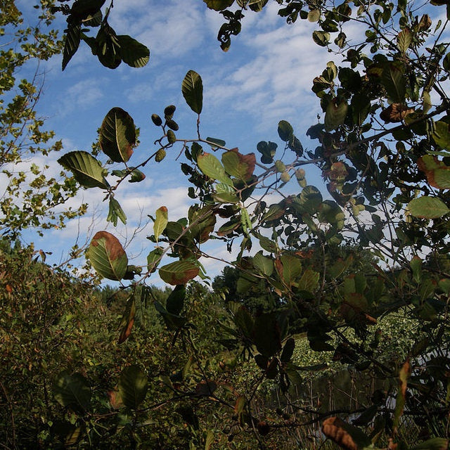 Smooth / Tag Alder - Alnus serrulata