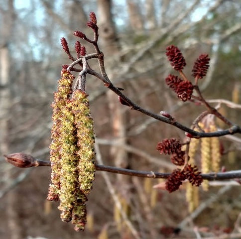 Smooth / Tag Alder - Alnus serrulata
