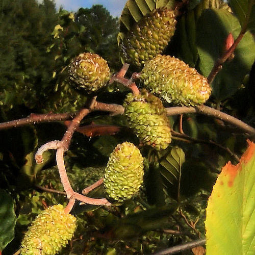Smooth / Tag Alder - Alnus serrulata