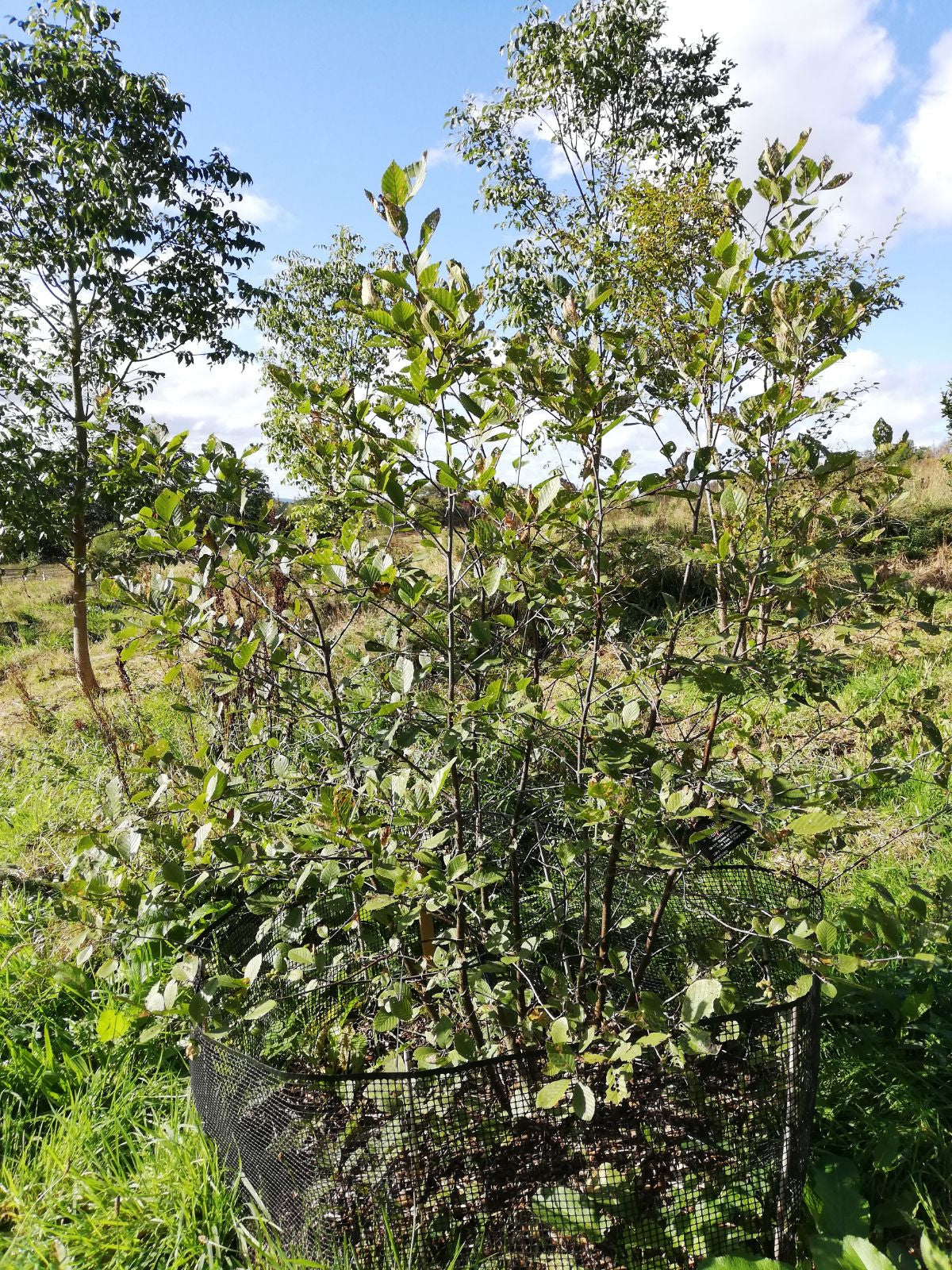 Smooth / Tag Alder - Alnus serrulata