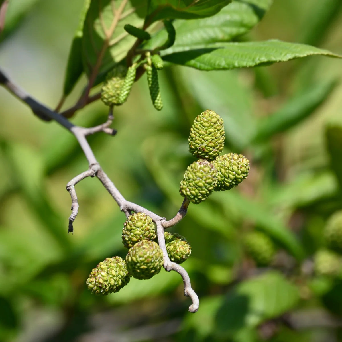 Smooth / Tag Alder - Alnus serrulata
