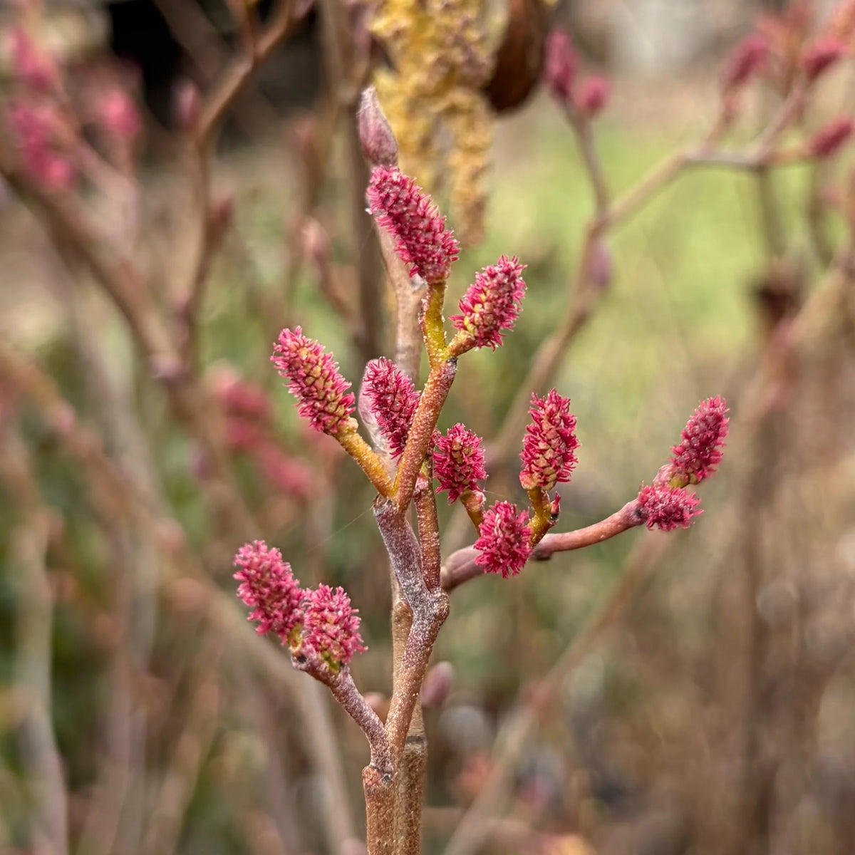 Smooth / Tag Alder - Alnus serrulata