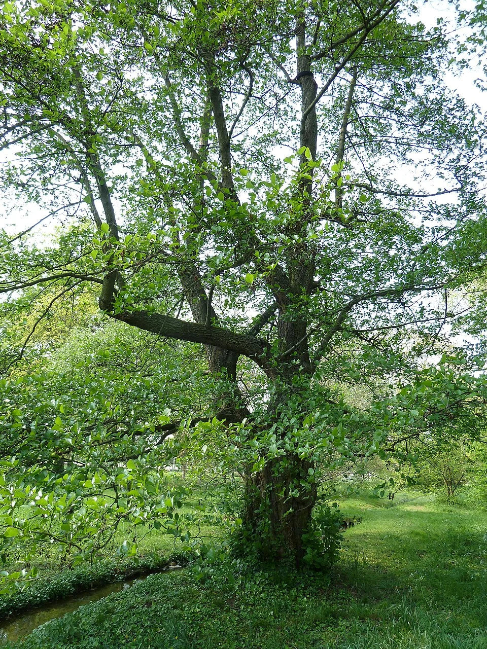 Smooth / Tag Alder - Alnus serrulata