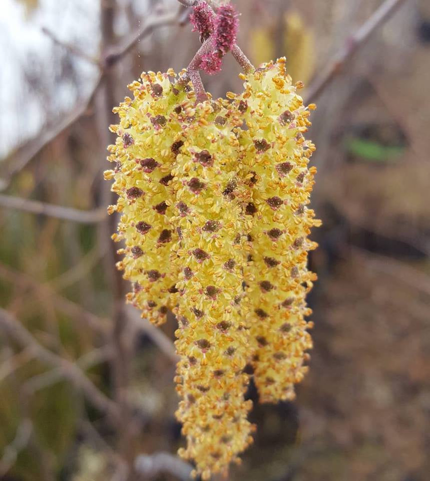 Smooth / Tag Alder - Alnus serrulata
