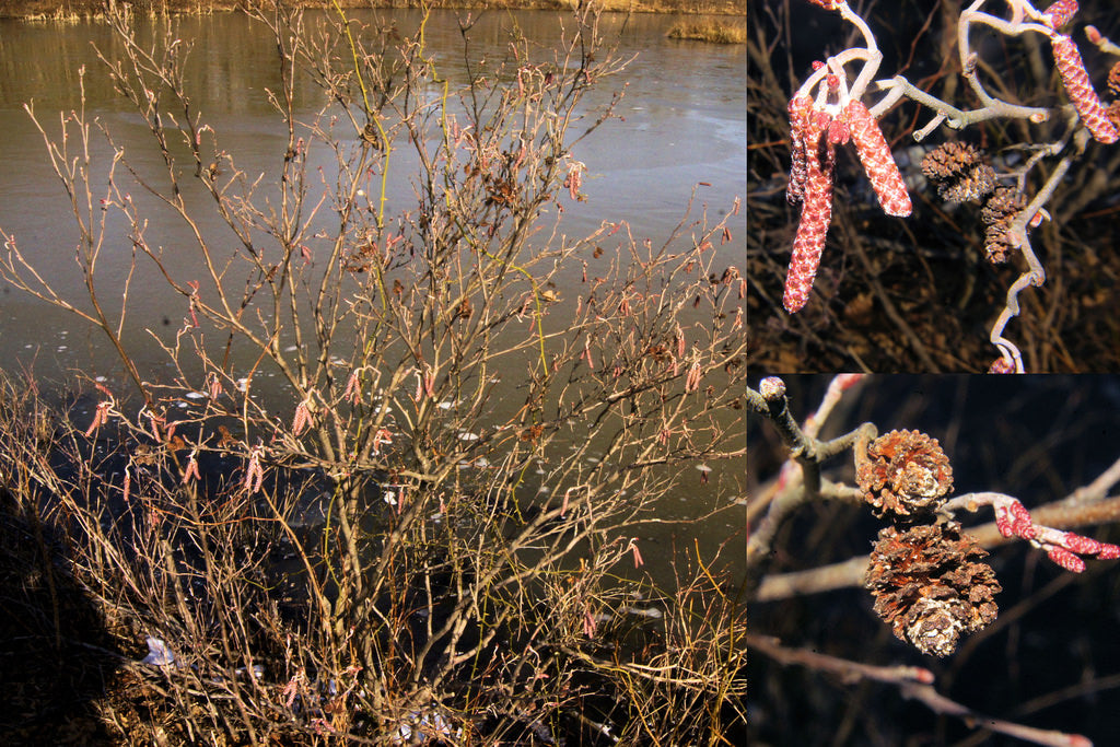 Smooth / Tag Alder - Alnus serrulata