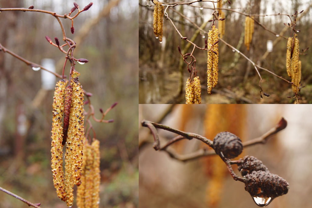 Smooth / Tag Alder - Alnus serrulata