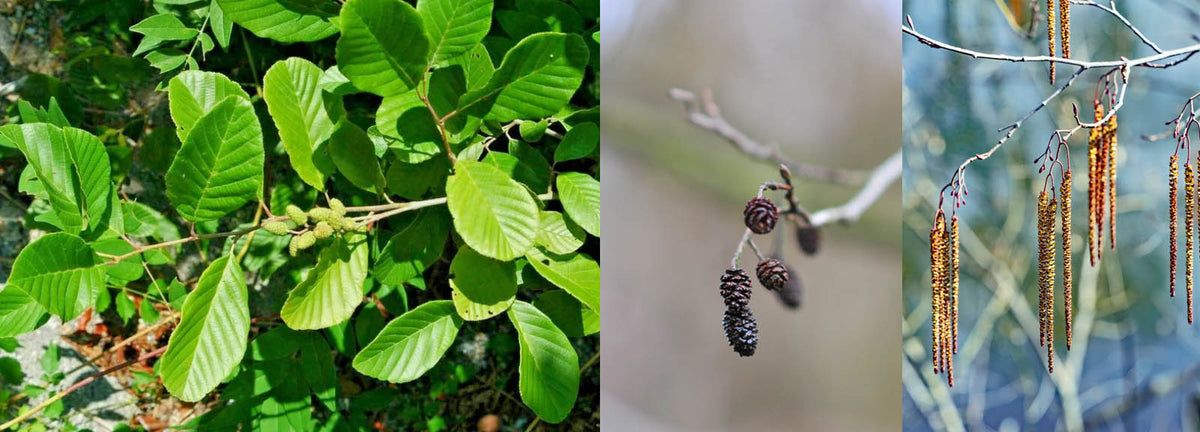 Smooth / Tag Alder - Alnus serrulata