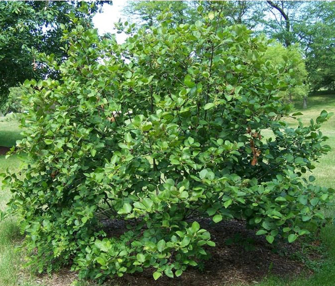 Smooth / Tag Alder - Alnus serrulata