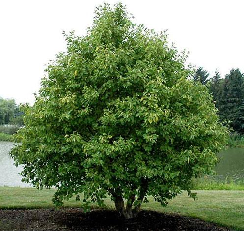 Smooth / Tag Alder - Alnus serrulata