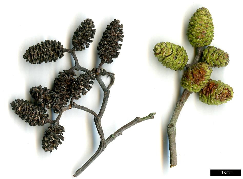 Smooth / Tag Alder - Alnus serrulata