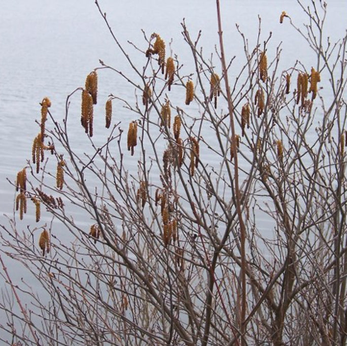 Smooth / Tag Alder - Alnus serrulata