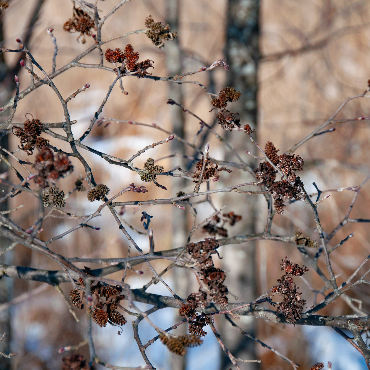 Smooth / Tag Alder - Alnus serrulata