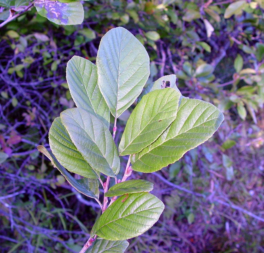 Smooth / Tag Alder - Alnus serrulata