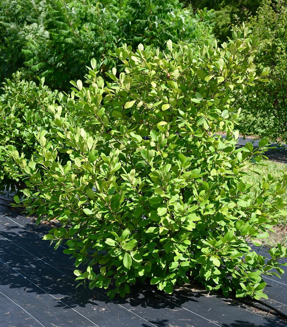 Smooth / Tag Alder - Alnus serrulata