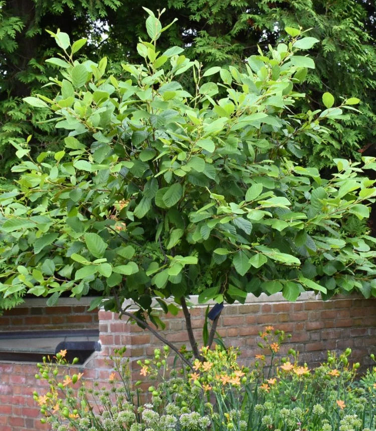 Smooth / Tag Alder - Alnus serrulata