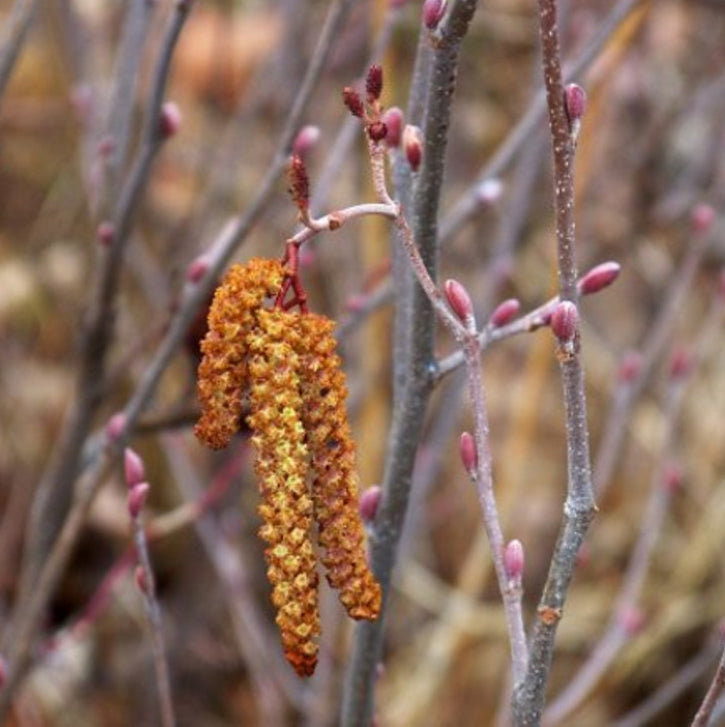 Smooth / Tag Alder - Alnus serrulata
