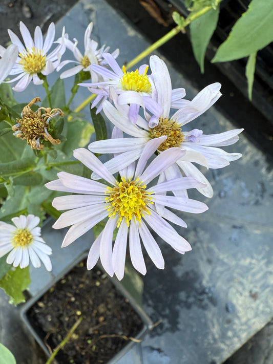 Smooth Blue Aster - Symphyotrichum laeve