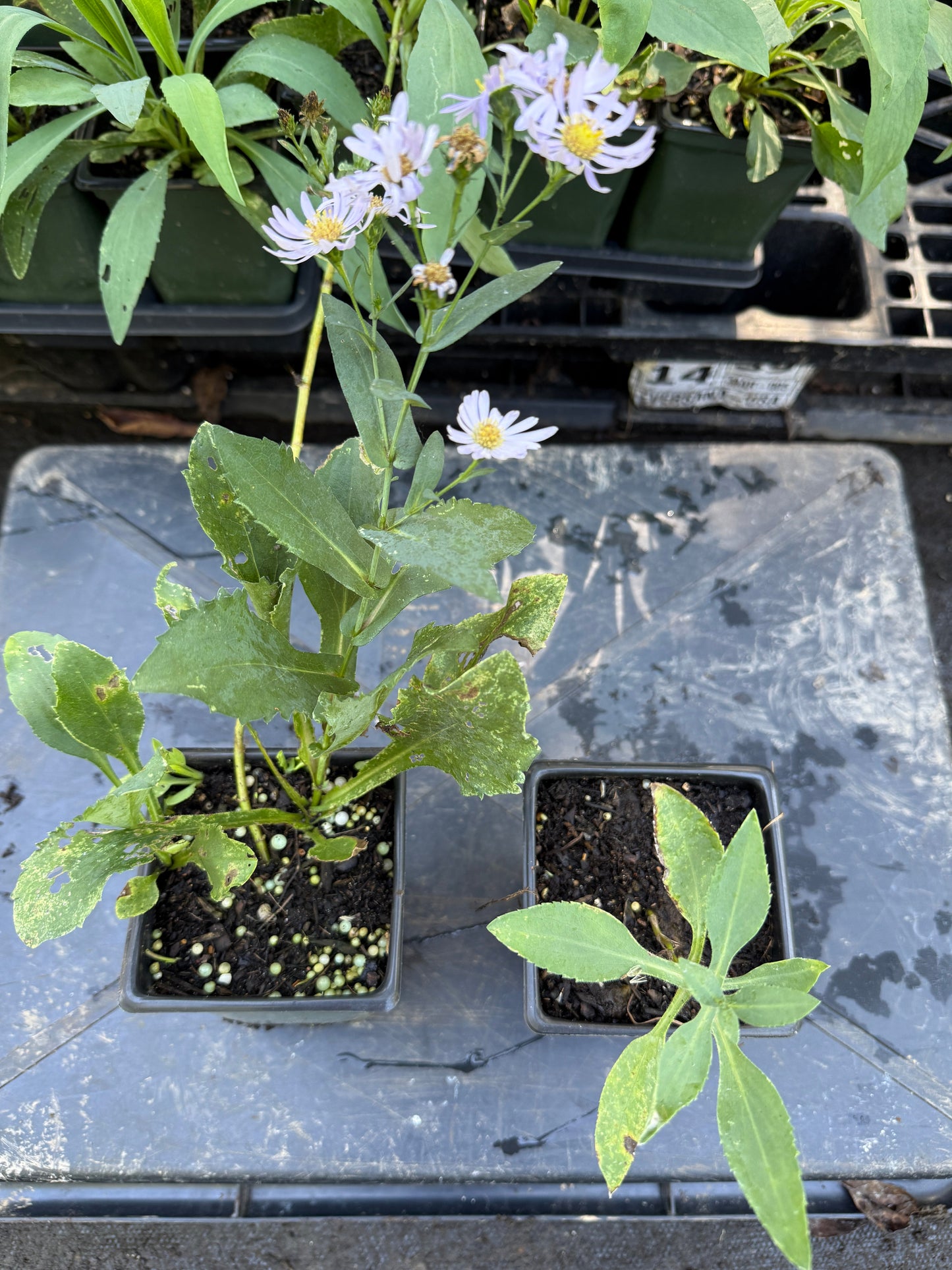 Smooth Blue Aster - Symphyotrichum laeve
