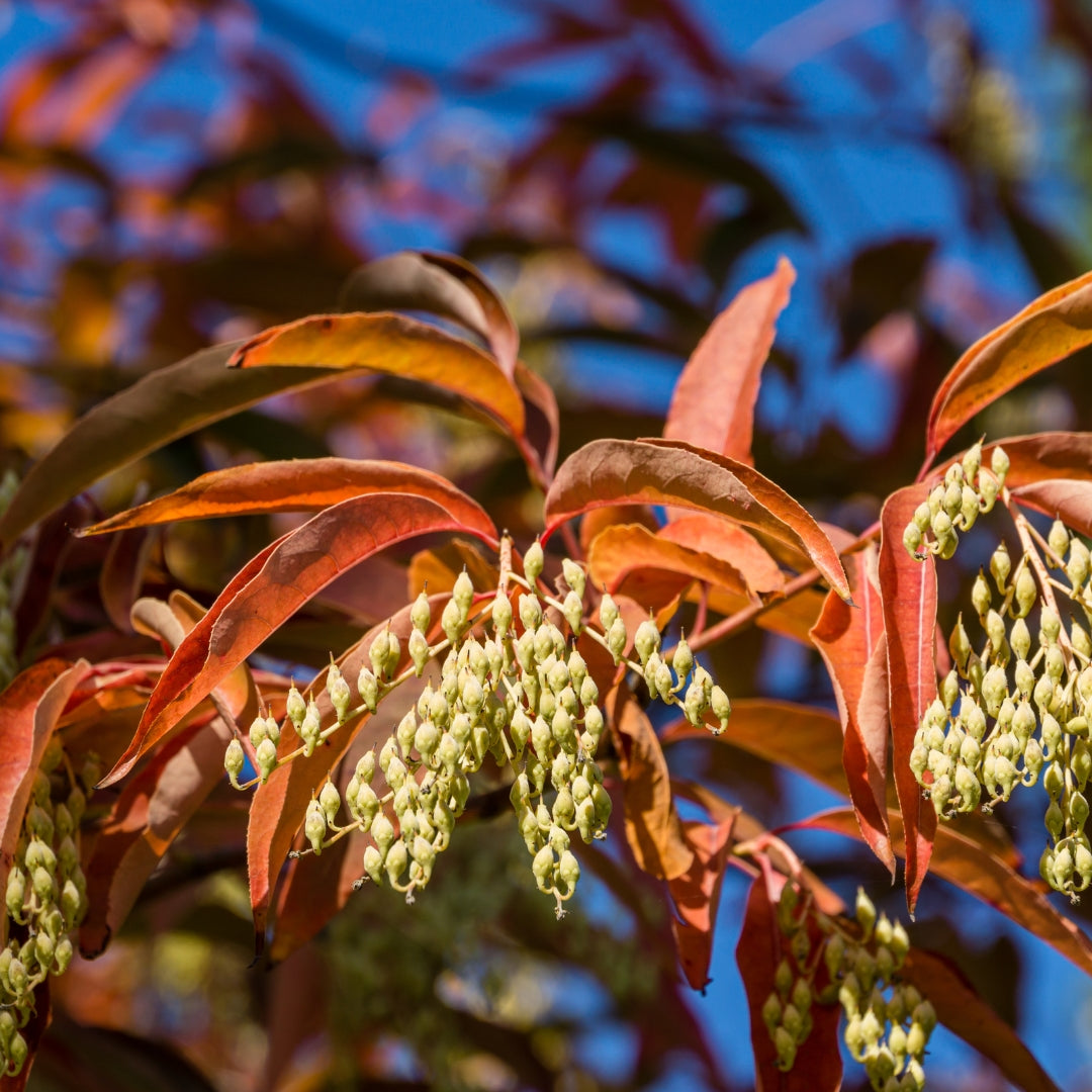 Sourwood / Lily of the Valley Tree - Oxydendrum arboretum