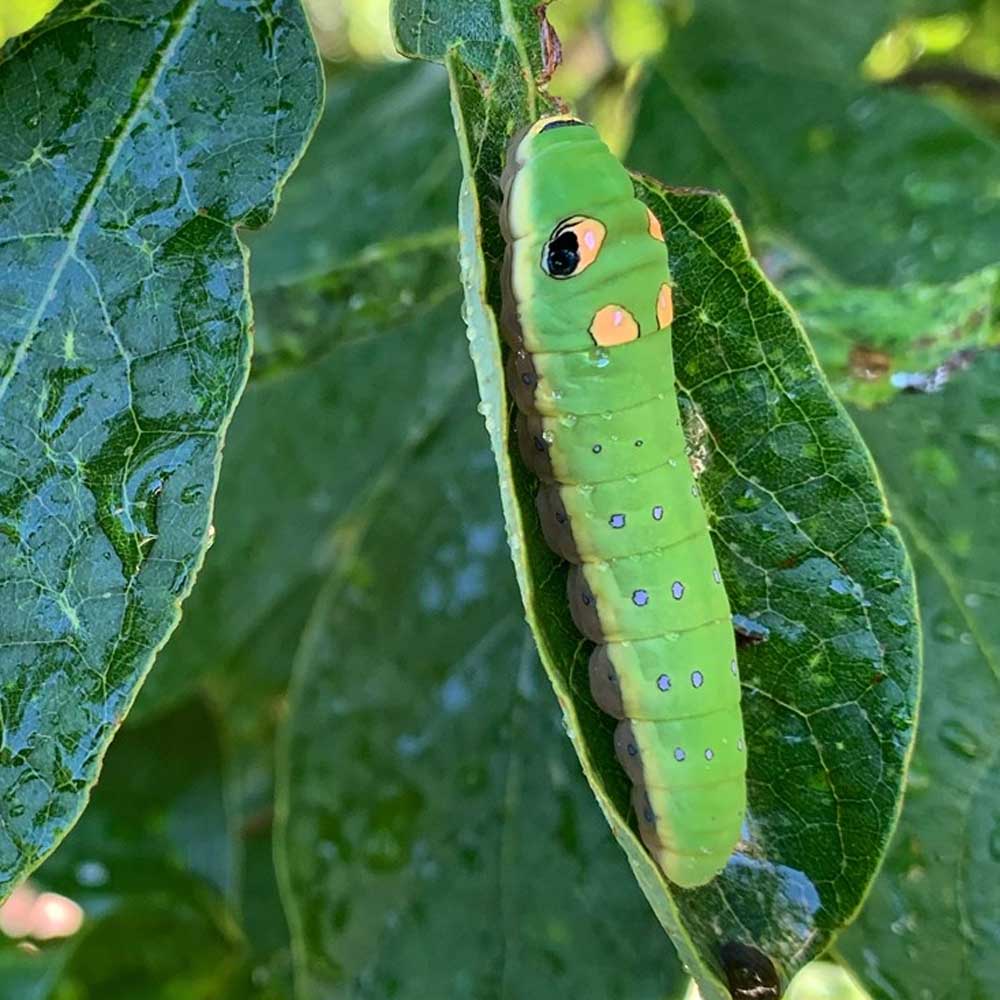 Spicebush - Lindera benzoin