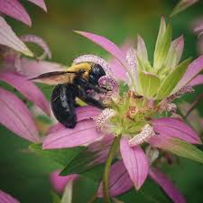 Spotted Bee Balm - Monarda punctata