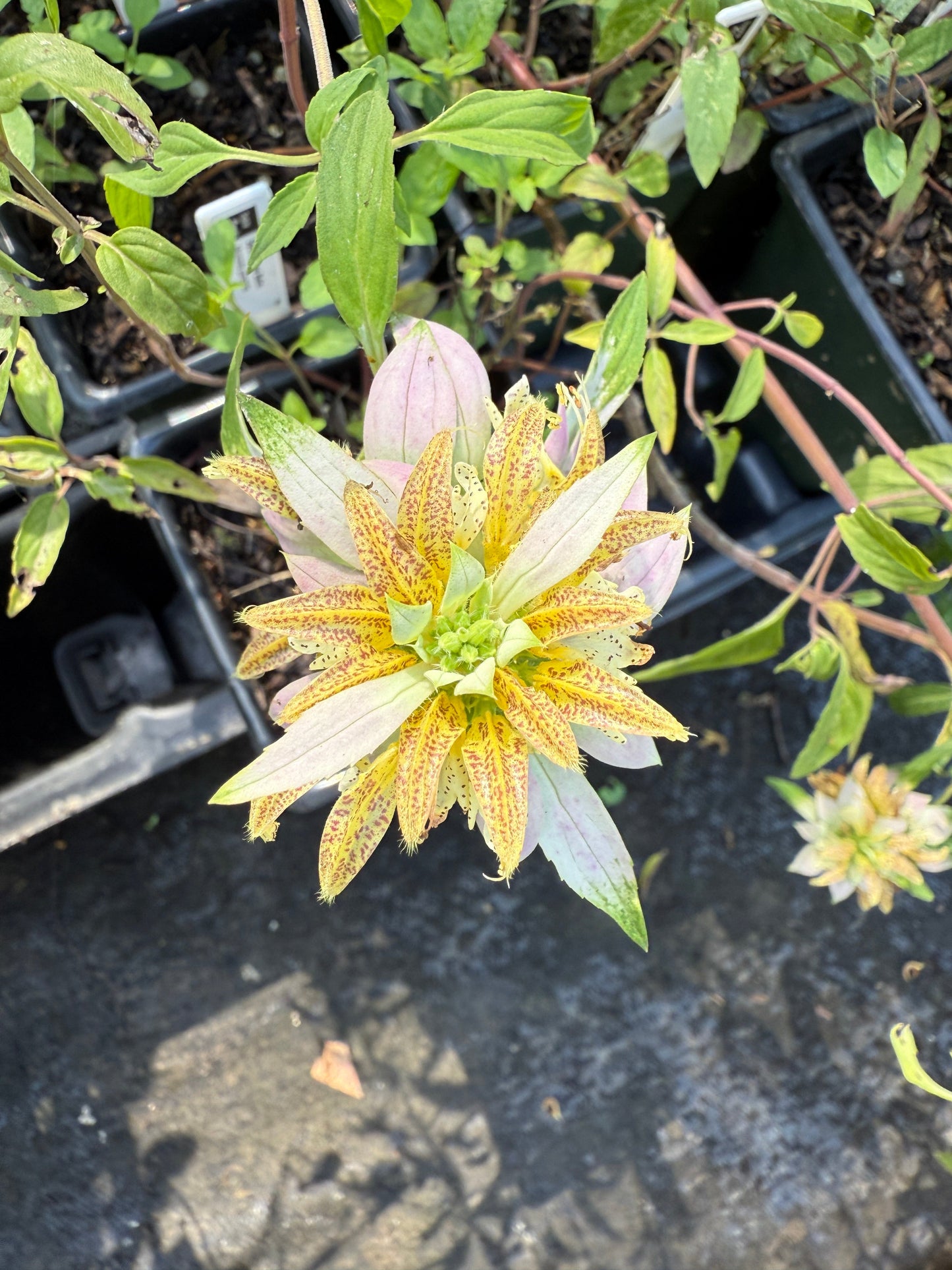 Spotted Bee Balm - Monarda punctata