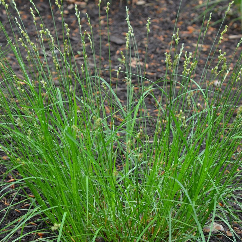 Spreading Oval Sedge - Carex normalis