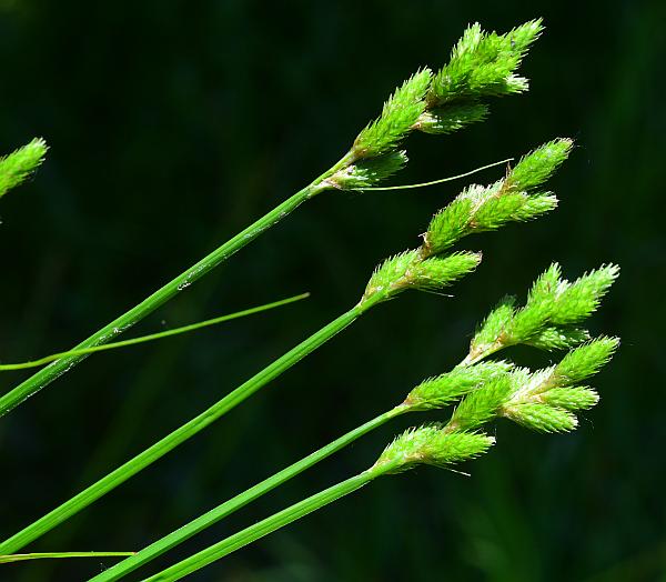 Spreading Oval Sedge - Carex normalis