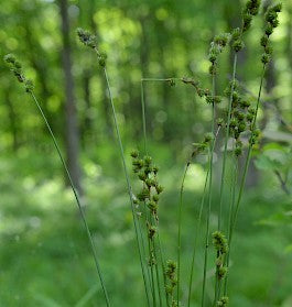 Spreading Oval Sedge - Carex normalis