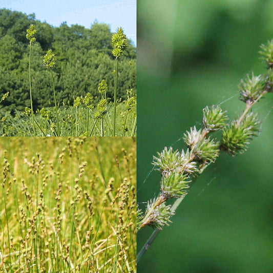 Spreading Oval Sedge - Carex normalis